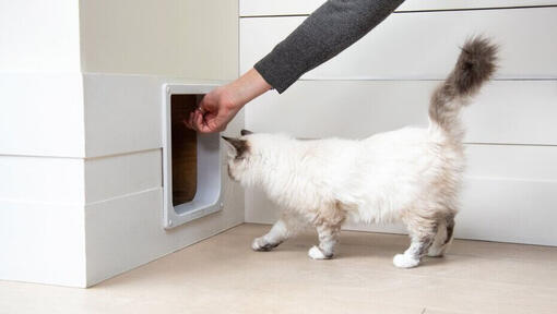 Strong cat outlet flap